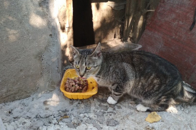 Кошки в нашей жизни. Кошки и все, что с ними связано.