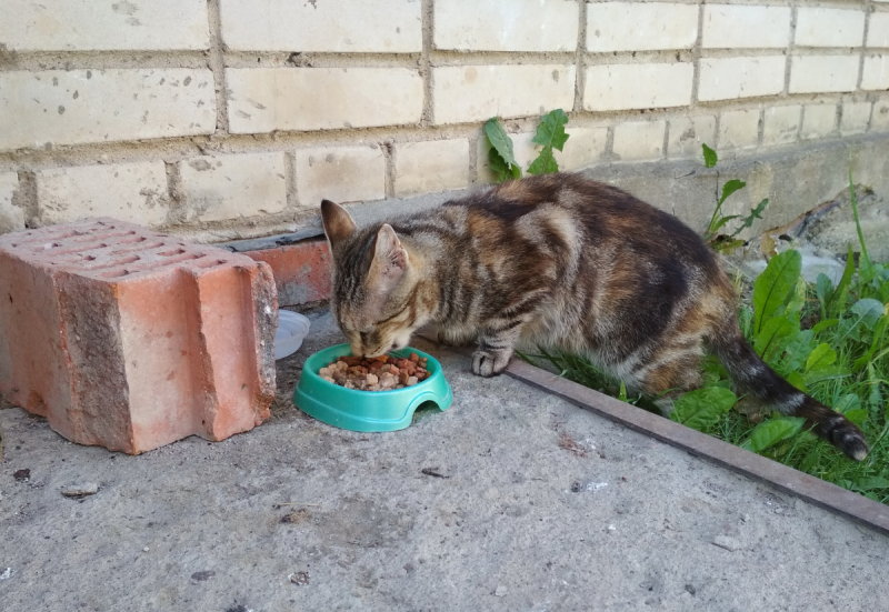 Кошки в нашей жизни. Кошки и все, что с ними связано.