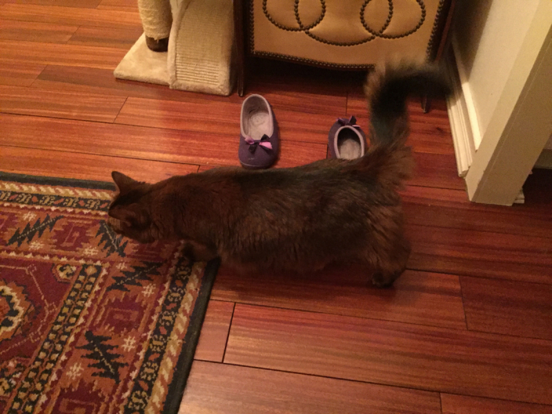 Кошки в нашей жизни. Кошки и все, что с ними связано.