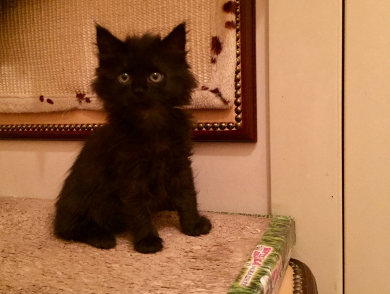 Кошки в нашей жизни. Кошки и все, что с ними связано.