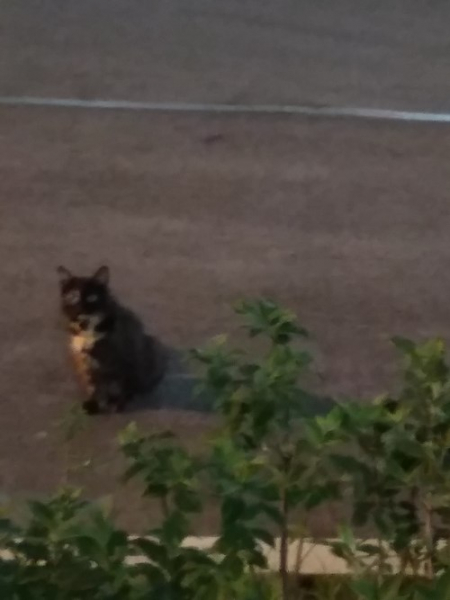 Кошки в нашей жизни. Кошки и все, что с ними связано.