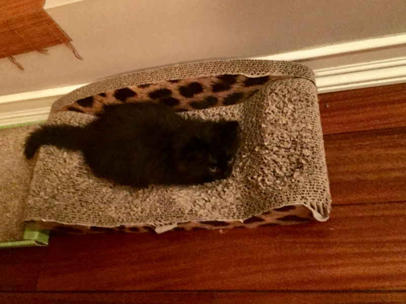 Кошки в нашей жизни. Кошки и все, что с ними связано.