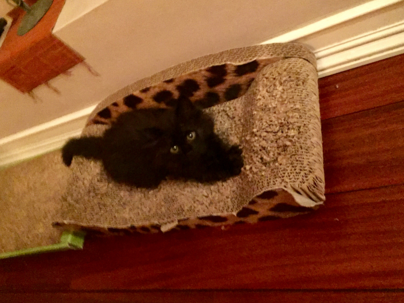 Кошки в нашей жизни. Кошки и все, что с ними связано.