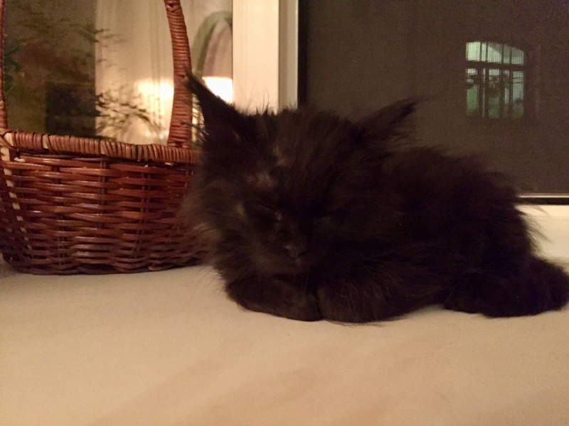 Кошки в нашей жизни. Кошки и все, что с ними связано.