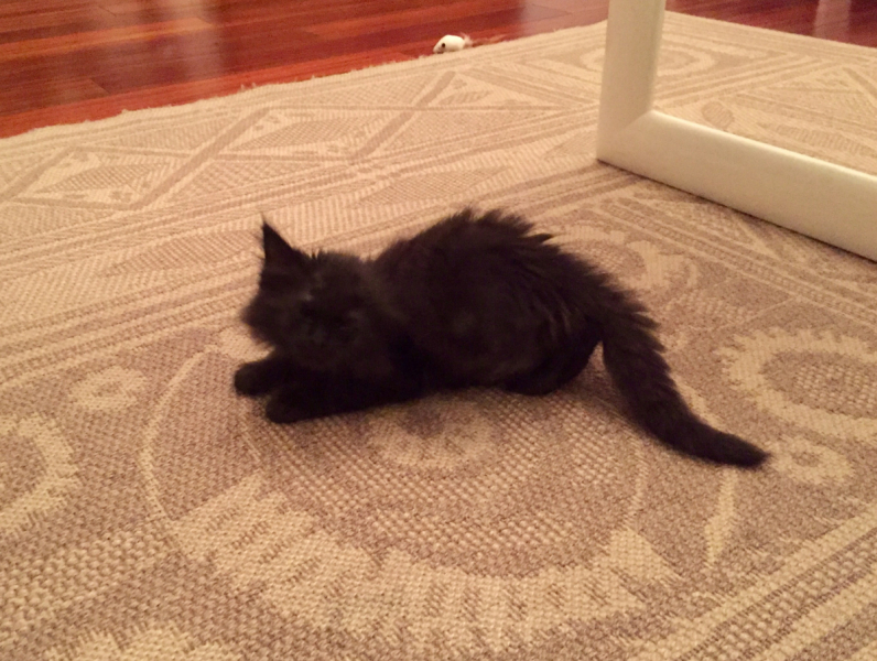 Кошки в нашей жизни. Кошки и все, что с ними связано.