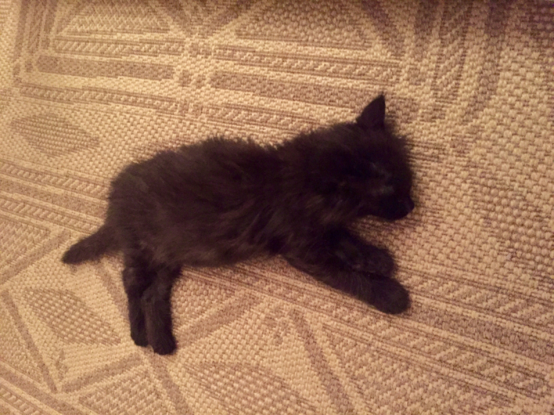 Кошки в нашей жизни. Кошки и все, что с ними связано.