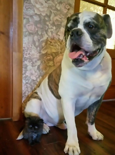 Кошки в нашей жизни. Кошки и все, что с ними связано.