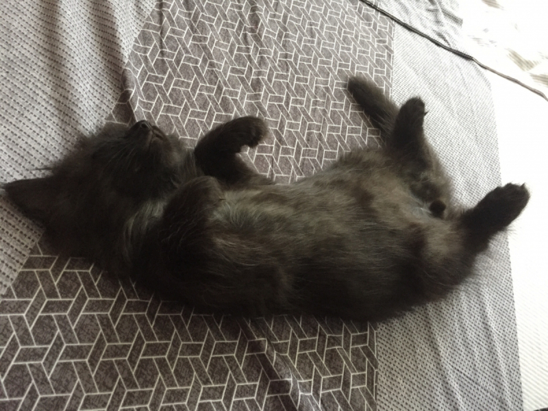 Кошки в нашей жизни. Кошки и все, что с ними связано.