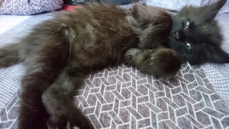 Кошки в нашей жизни. Кошки и все, что с ними связано.