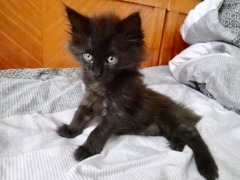 Кошки в нашей жизни. Кошки и все, что с ними связано.