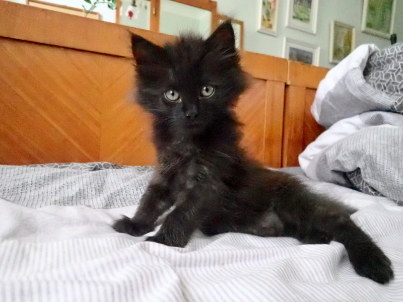 Кошки в нашей жизни. Кошки и все, что с ними связано.