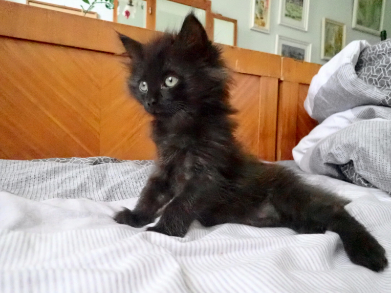 Кошки в нашей жизни. Кошки и все, что с ними связано.