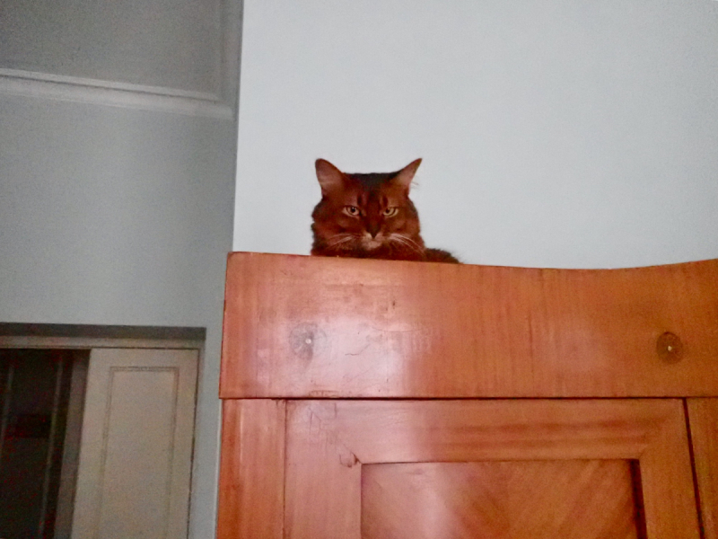 Кошки в нашей жизни. Кошки и все, что с ними связано.