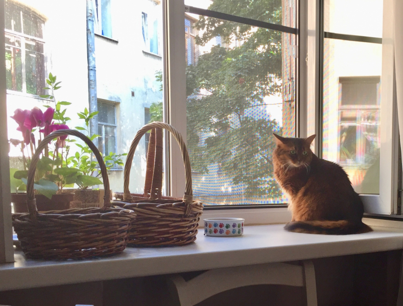 Кошки в нашей жизни. Кошки и все, что с ними связано.