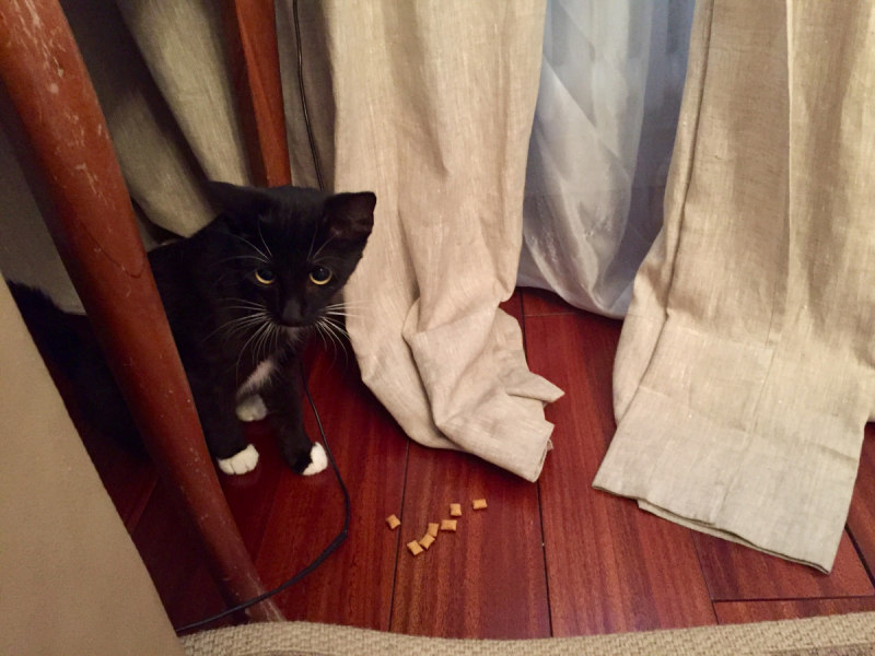 Кошки в нашей жизни. Кошки и все, что с ними связано.