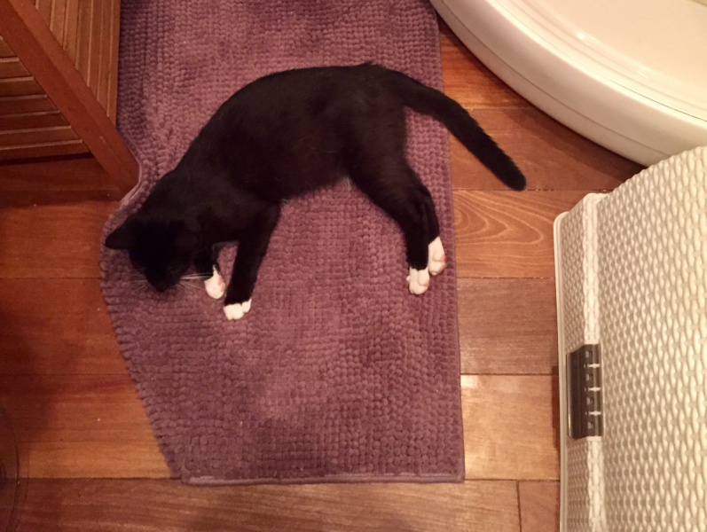 Кошки в нашей жизни. Кошки и все, что с ними связано.