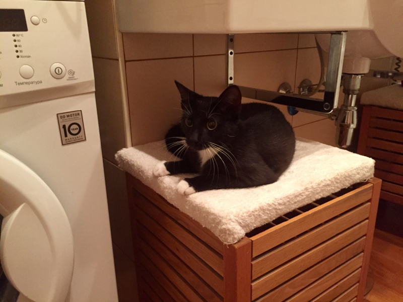 Кошки в нашей жизни. Кошки и все, что с ними связано.