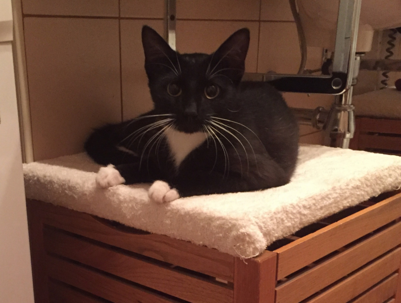 Кошки в нашей жизни. Кошки и все, что с ними связано.