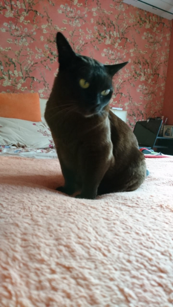 Кошки в нашей жизни. Кошки и все, что с ними связано.