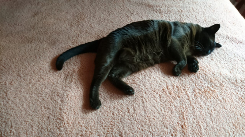 Кошки в нашей жизни. Кошки и все, что с ними связано.