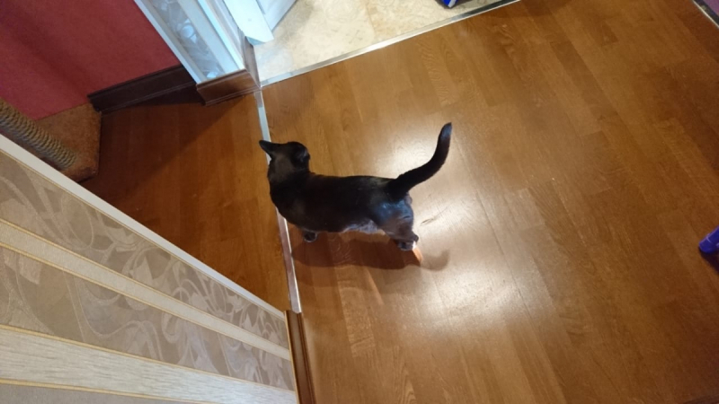 Кошки в нашей жизни. Кошки и все, что с ними связано.