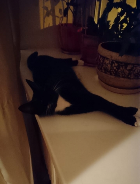 Кошки в нашей жизни. Кошки и все, что с ними связано.