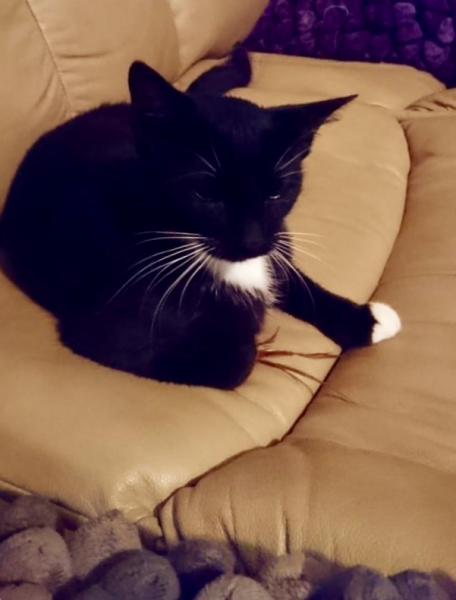 Кошки в нашей жизни. Кошки и все, что с ними связано.