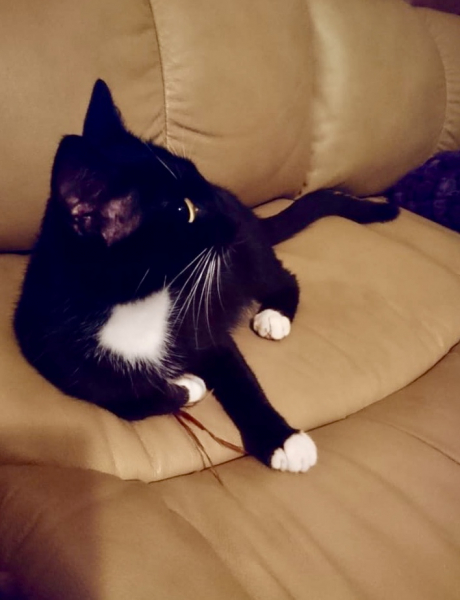 Кошки в нашей жизни. Кошки и все, что с ними связано.