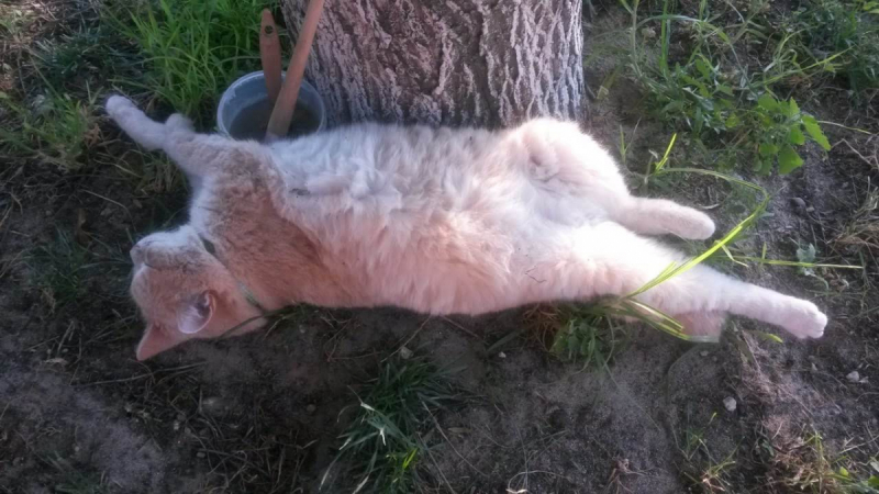 Кошки в нашей жизни. Кошки и все, что с ними связано.