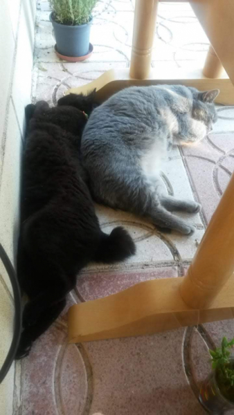 Кошки в нашей жизни. Кошки и все, что с ними связано.