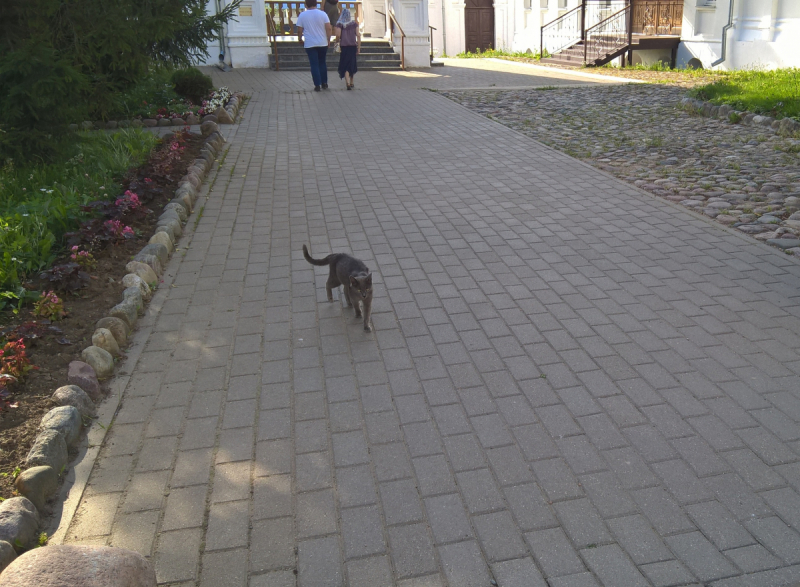 Кошки в нашей жизни. Кошки и все, что с ними связано.