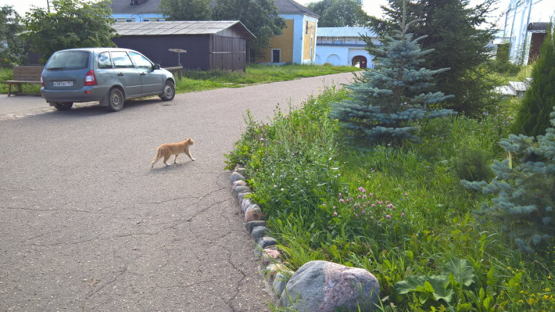 Кошки в нашей жизни. Кошки и все, что с ними связано.