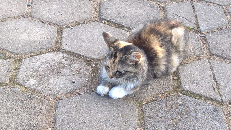 Кошки в нашей жизни. Кошки и все, что с ними связано.
