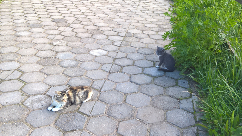 Кошки в нашей жизни. Кошки и все, что с ними связано.