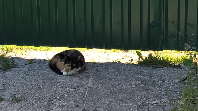 Кошки в нашей жизни. Кошки и все, что с ними связано.