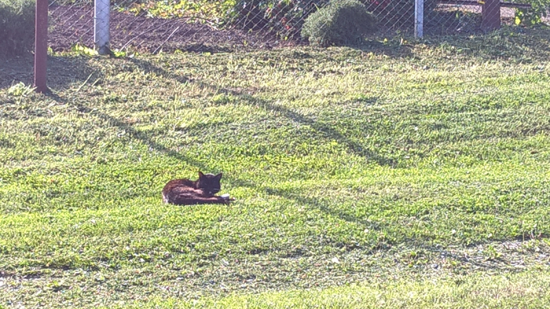 Кошки в нашей жизни. Кошки и все, что с ними связано.