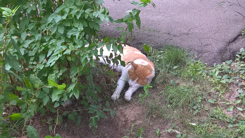 Кошки в нашей жизни. Кошки и все, что с ними связано.