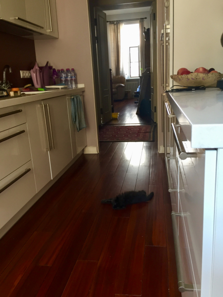 Кошки в нашей жизни. Кошки и все, что с ними связано.