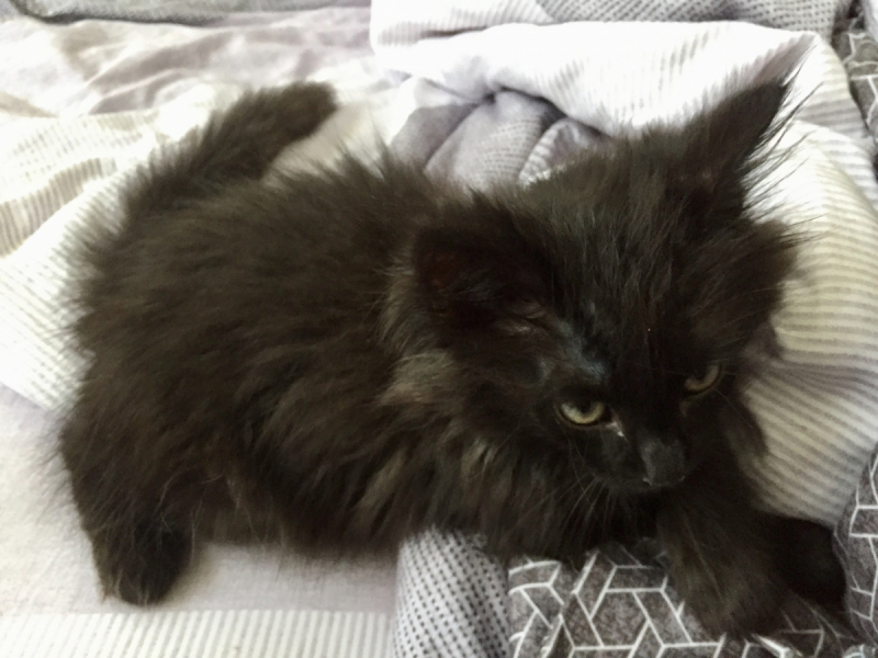 Кошки в нашей жизни. Кошки и все, что с ними связано.