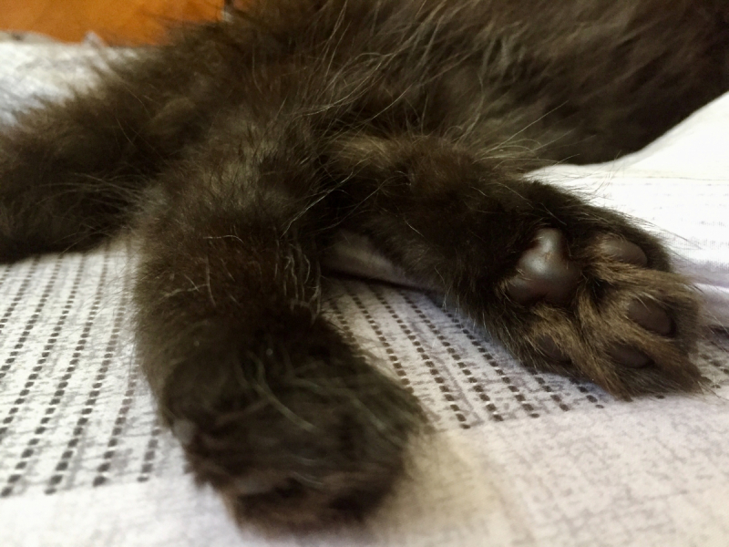 Кошки в нашей жизни. Кошки и все, что с ними связано.