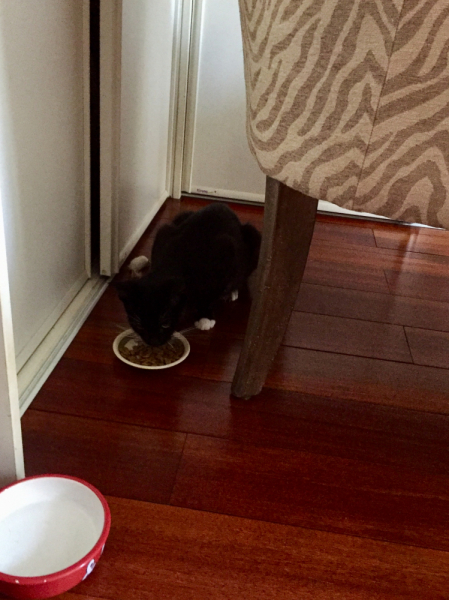 Кошки в нашей жизни. Кошки и все, что с ними связано.