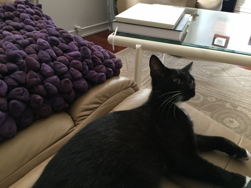 Кошки в нашей жизни. Кошки и все, что с ними связано.