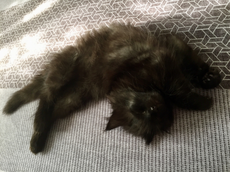 Кошки в нашей жизни. Кошки и все, что с ними связано.