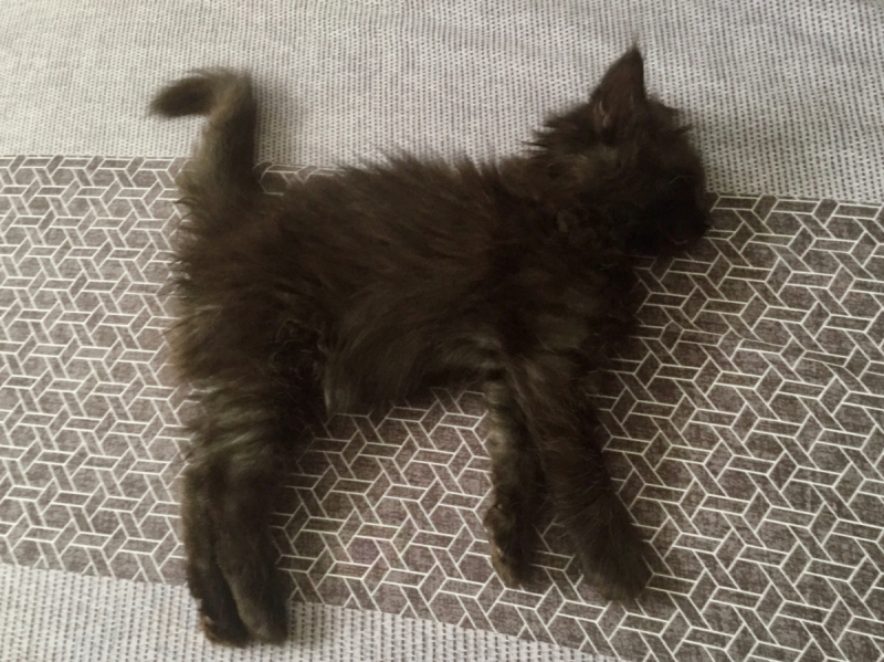 Кошки в нашей жизни. Кошки и все, что с ними связано.