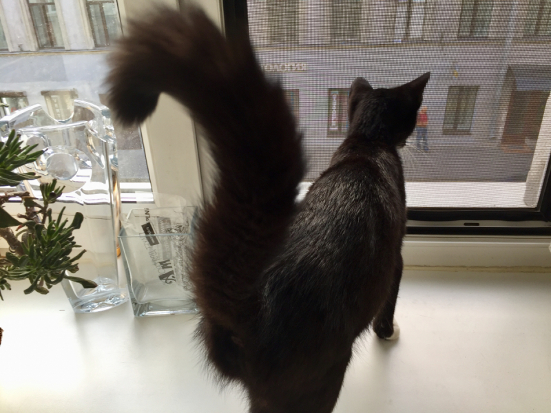 Кошки в нашей жизни. Кошки и все, что с ними связано.