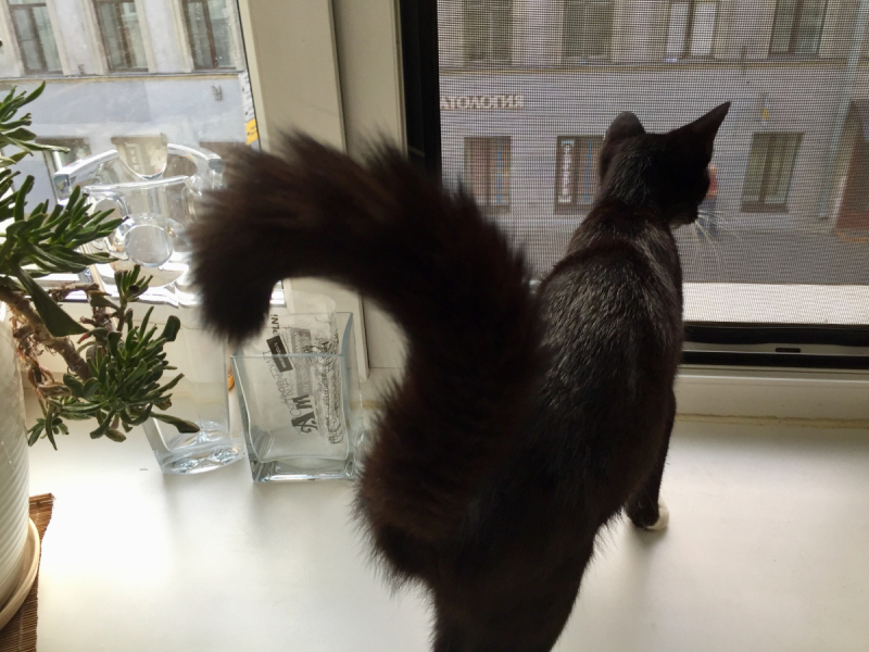 Кошки в нашей жизни. Кошки и все, что с ними связано.