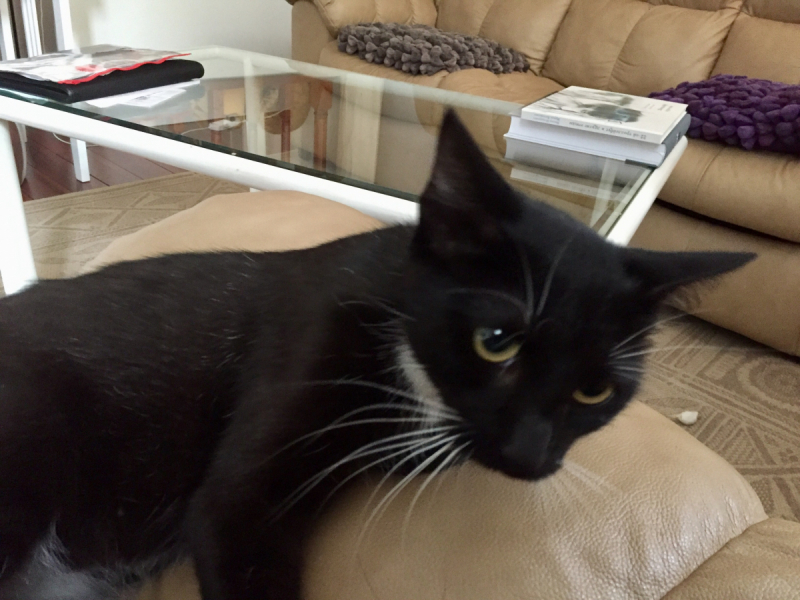 Кошки в нашей жизни. Кошки и все, что с ними связано.