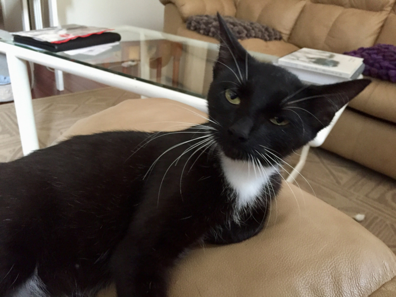 Кошки в нашей жизни. Кошки и все, что с ними связано.