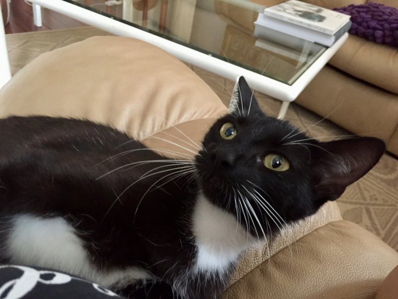 Кошки в нашей жизни. Кошки и все, что с ними связано.