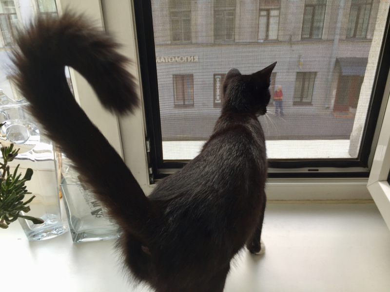 Кошки в нашей жизни. Кошки и все, что с ними связано.